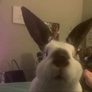 Meet your Posher, Susie